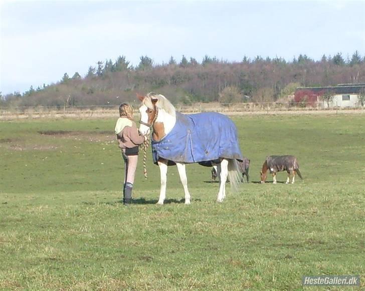 Pinto pintoen - hygge på marken :) jeg elsker dig pinto <3.. billede 14