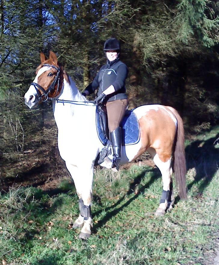 Pinto Chivas Regal - Hyggetur i skoven sammen med Anne 14/2 09 billede 18