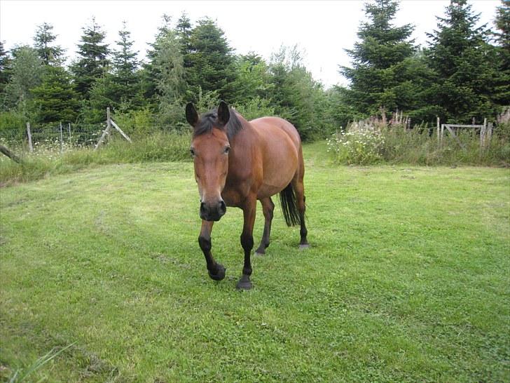 Pinto Laura Af Korup (R.I.P, elskede) :`( billede 11