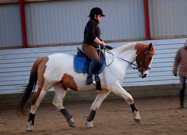 Pinto Chivas Regal - undervisnig 13-2 09 FOTO: SANNE KOLIND billede 19