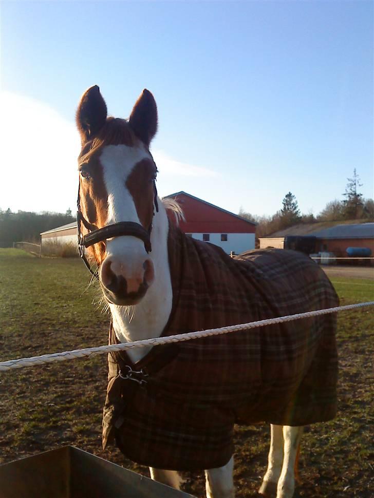 Pinto Chivas Regal - Chivas i "efterårsjakken" :) billede 20