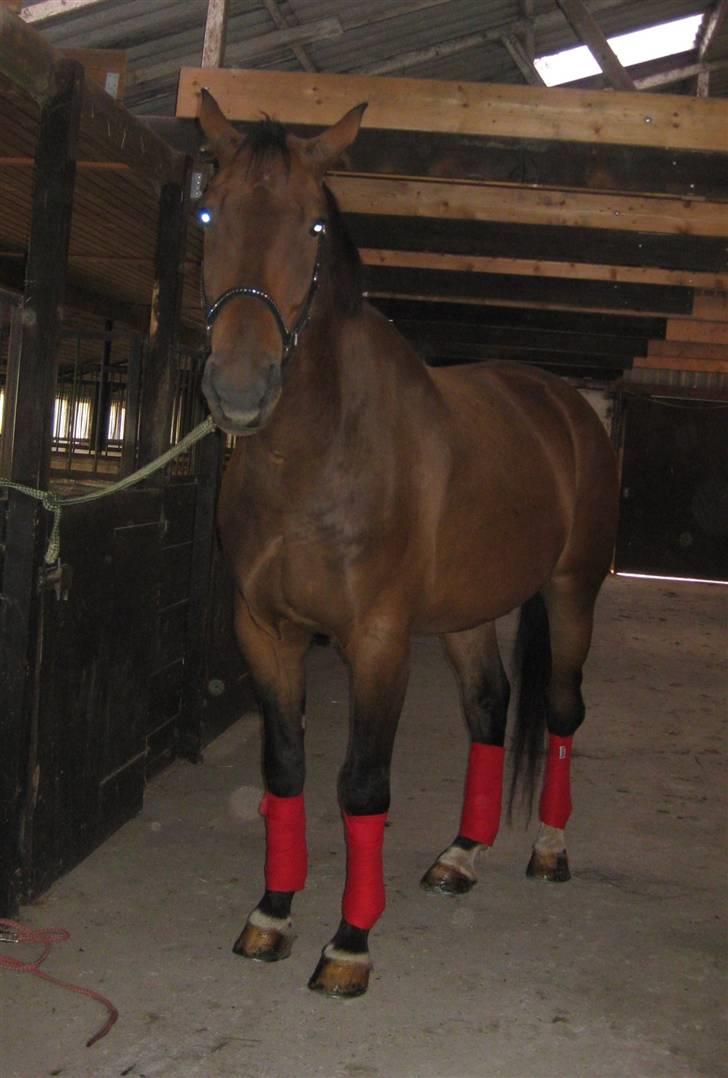 Oldenborg Egelund Milagro - på vej til undervisning i Karrebæk, du var så sød basse :) billede 14