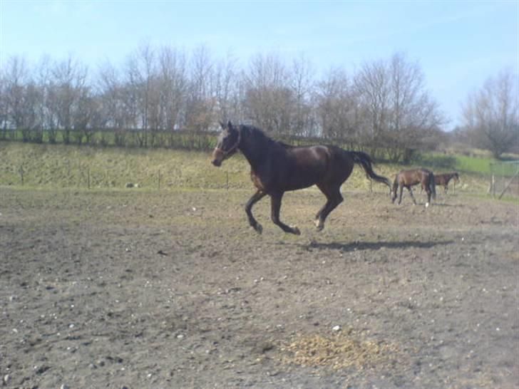 Oldenborg Egelund Milagro - Han var lidt af en blærerøvs hest! ;) billede 15