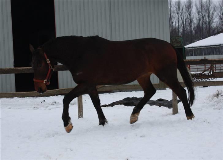 Oldenborg Egelund Milagro - vinteren 08/09 - træning på banen :) billede 16