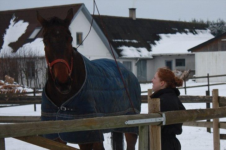 Oldenborg Egelund Milagro - Havde aldrig drømt at skulle have en hest som dig, men jeg fortryder absolut ingenting. billede 17