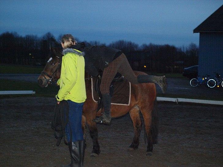 Anden særlig race Tulle (fundet igen)  - Så hopper vi op, som den aller første præcis efter måneders forsvindning pga. tyveri (foto: signe) billede 12