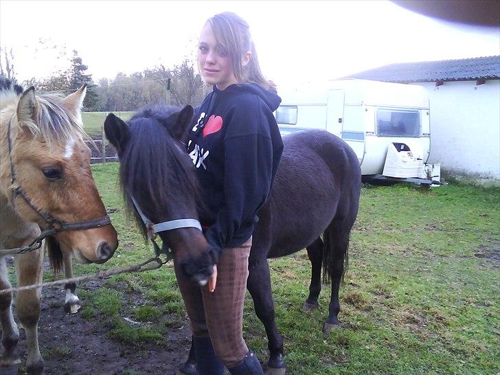 Anden særlig race Flicka (fundet igen) - Velkommen til flickas profil(; Jeg fandt flicka efter hun var stjålet(foto: Julie) billede 1