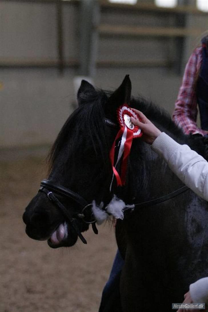 Anden særlig race Flicka (fundet igen) - første plads i LCen til halloweenstævnet(; (foto: malene markmann) billede 4