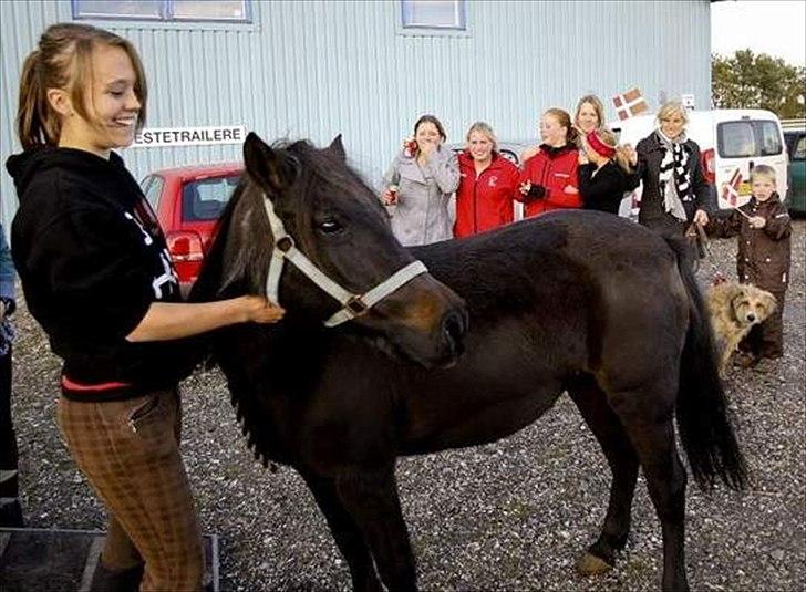 Anden særlig race Flicka (fundet igen) - Flicka lige trukket ud af traileren, hjemme igen efter tyveri (foto: Amtavisen) billede 6