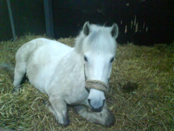 Anden særlig race Cloe´ - Savner dig R.I.P  - Elsker dig Mulleh<3<3 billede 11