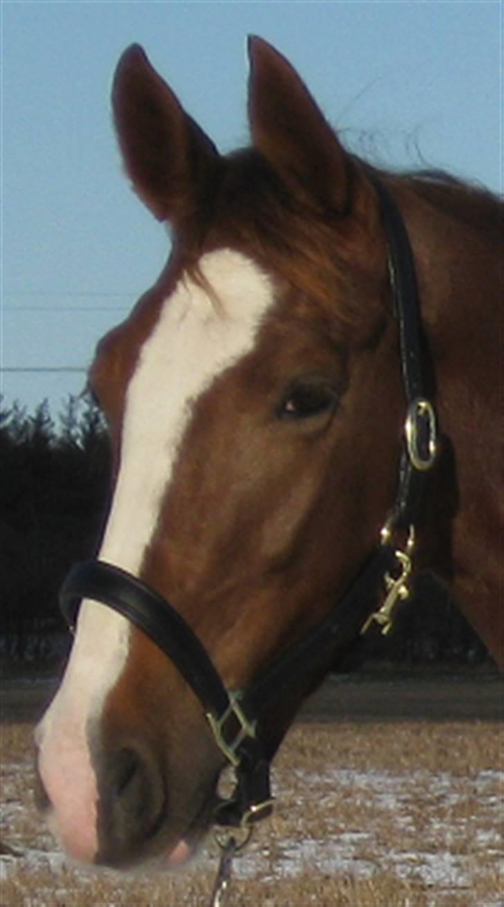 Hollandsk Varmblod Zunita billede 16