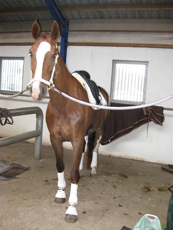 Hollandsk Varmblod Zunita billede 17