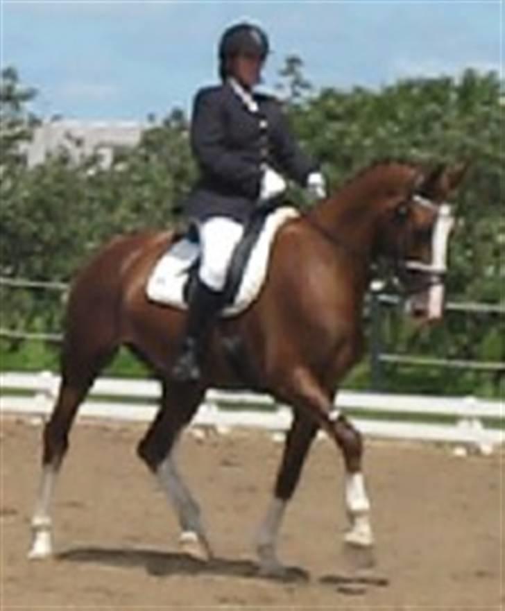 Hollandsk Varmblod Zunita billede 18