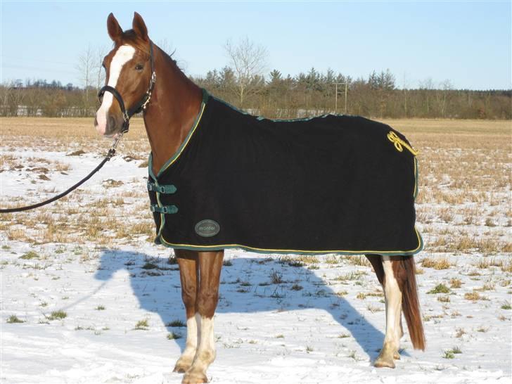 Hollandsk Varmblod Zunita billede 19