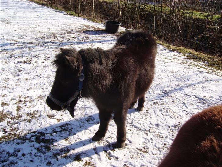 Shetlænder Majsens Ditten. billede 1
