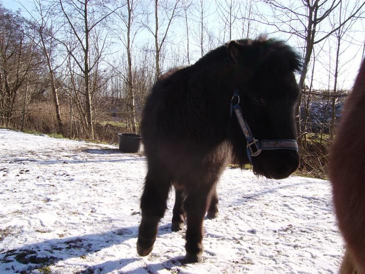 Shetlænder Majsens Ditten. billede 2