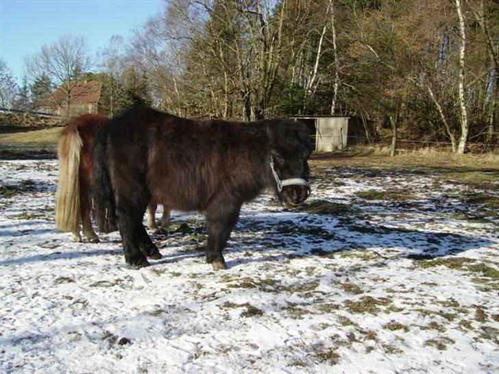 Shetlænder Majsens Ditten. billede 3