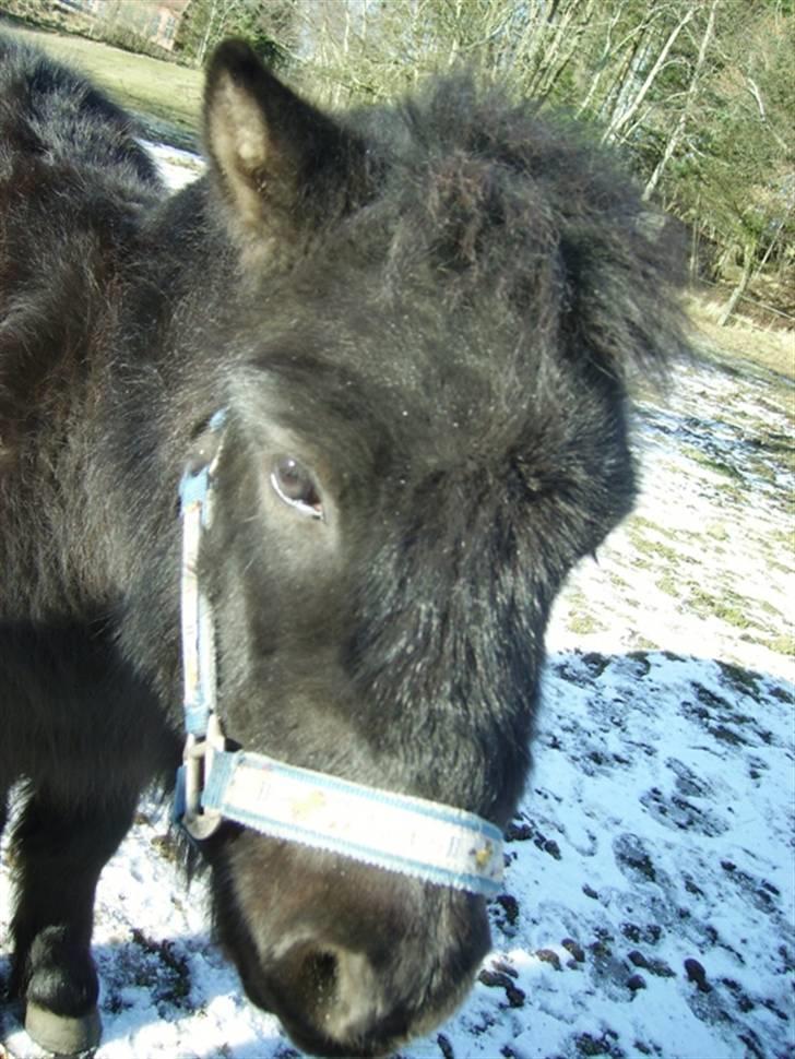 Shetlænder Majsens Ditten. billede 4
