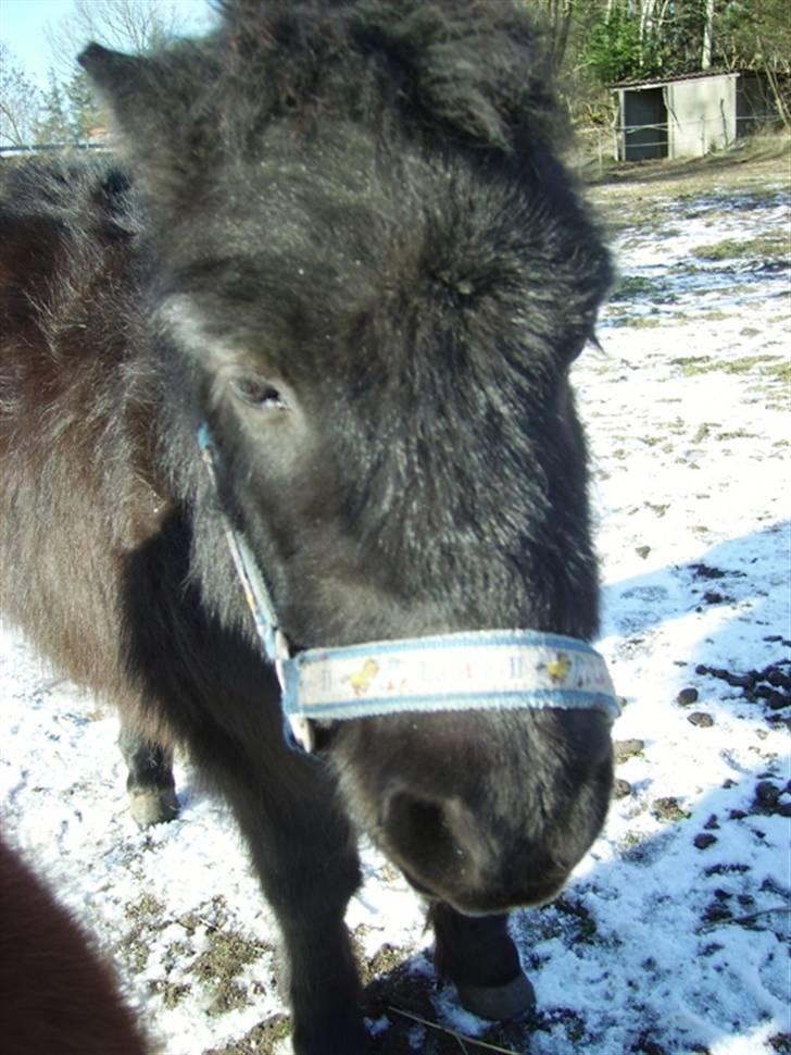 Shetlænder Majsens Ditten. billede 5