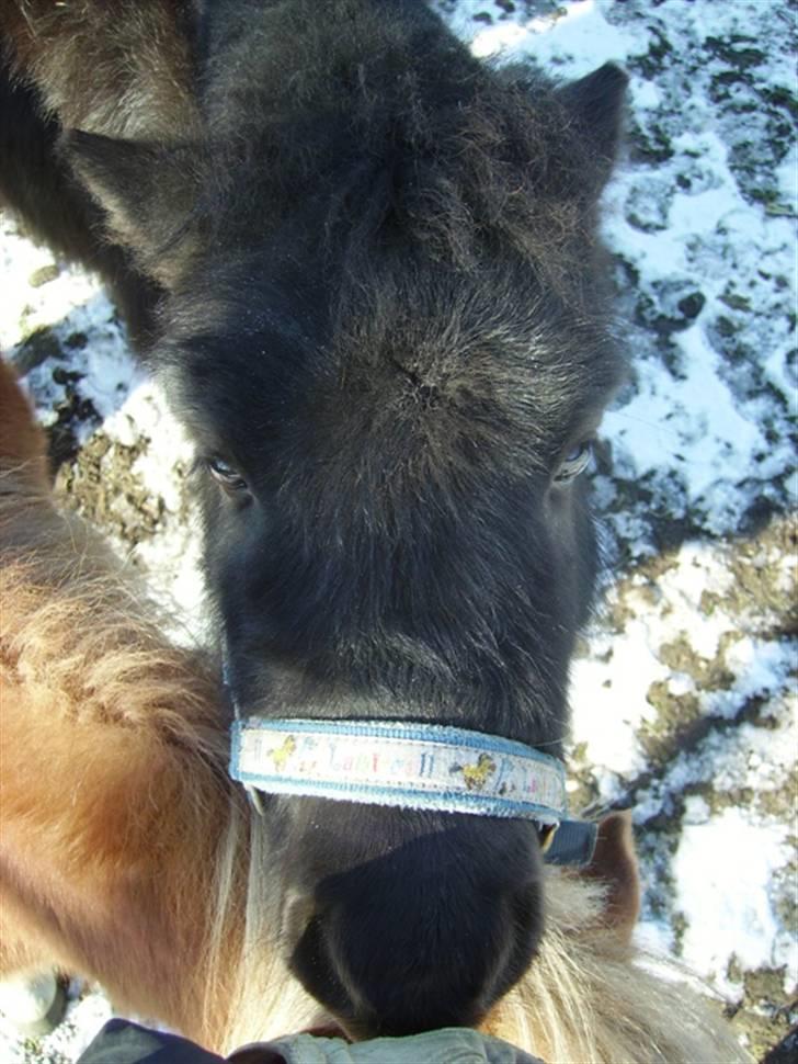 Shetlænder Majsens Ditten. billede 6