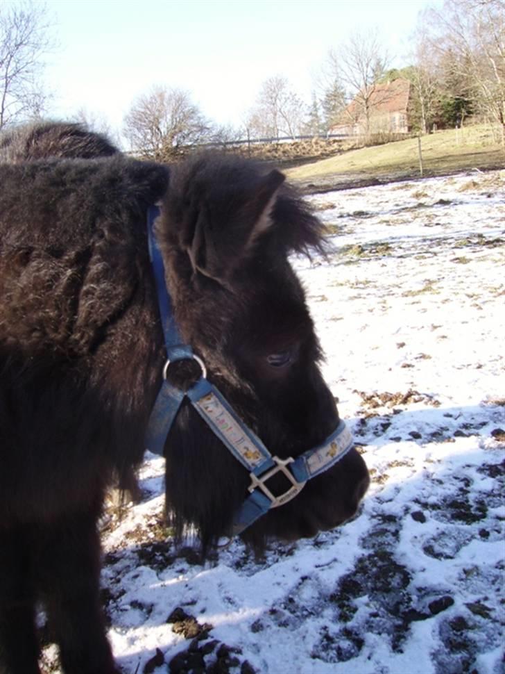 Shetlænder Majsens Ditten. billede 7