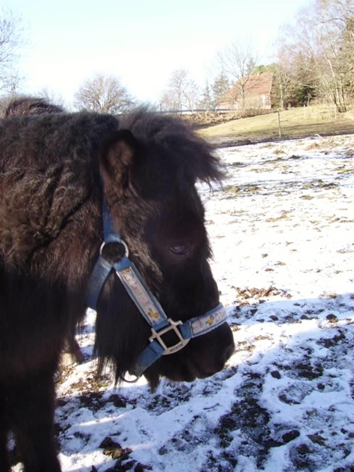 Shetlænder Majsens Ditten. billede 8