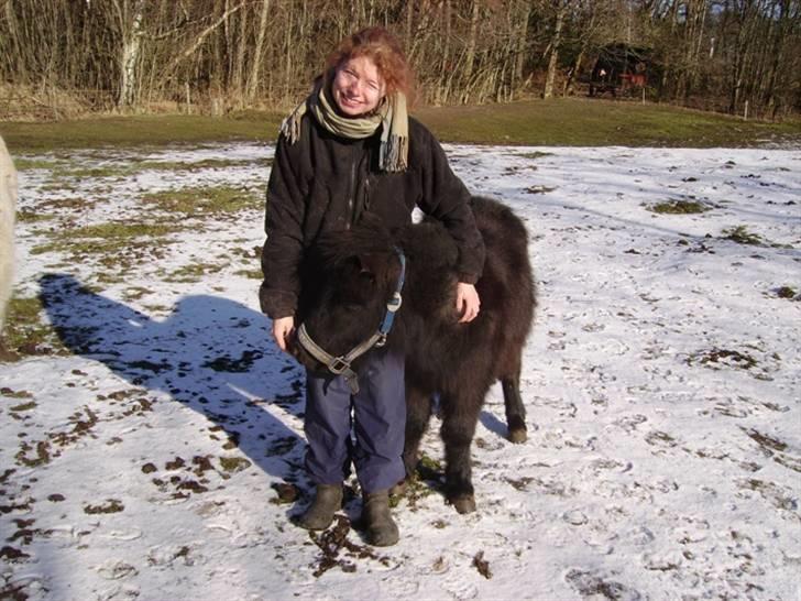 Shetlænder Majsens Ditten. billede 9