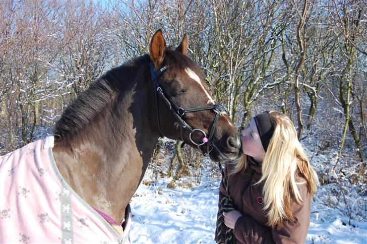 Hollandsk Sportspony Chico<3SAVN:'/ - Jeg elsker dig min sneprins<3 billede 9