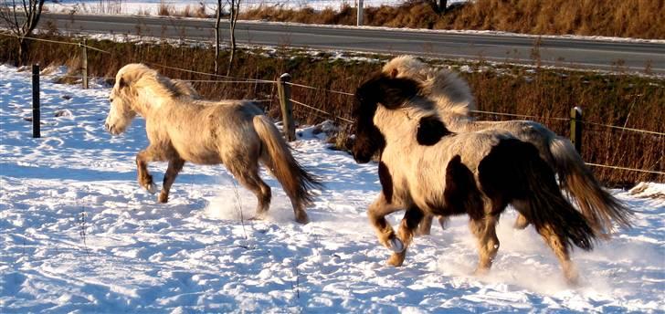 Islænder BLEIKALÁ FRA MALLE - Fordi du altid er bedst.. <3 ( han ligger nummer 1 ) billede 8