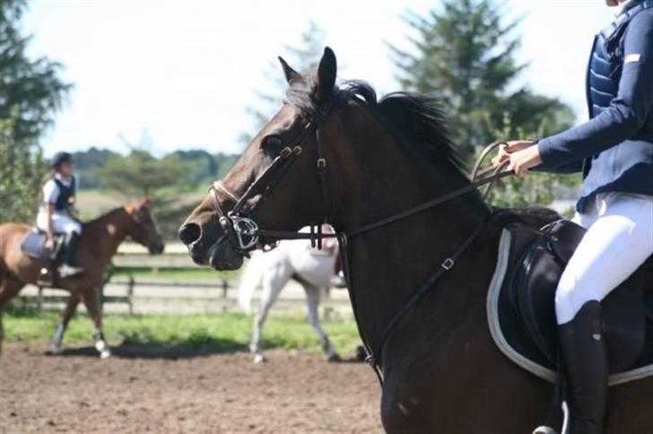 Tysk Sportspony Vivien *SOLGT :'( * - Stævne Helsinge Foto: Fredde billede 9