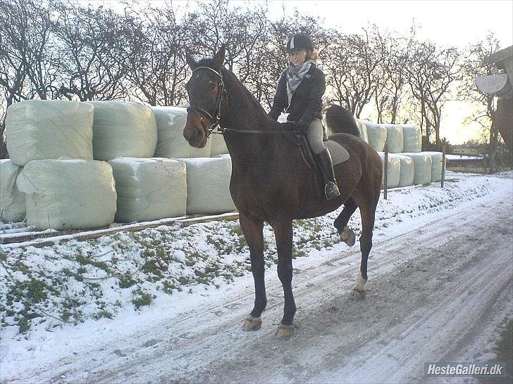 Oldenborg Egelund Milagro - en af de første gange jeg red ham hjemme. billede 18