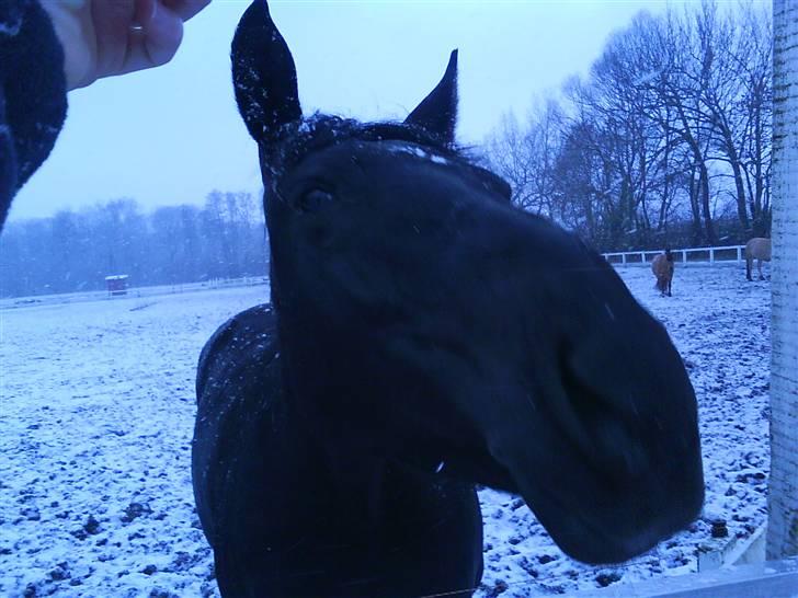 Anden særlig race misty gammel rytter R.I.P billede 10