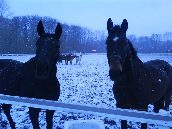 Anden særlig race misty gammel rytter R.I.P billede 11