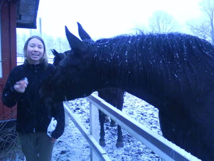 Anden særlig race misty gammel rytter R.I.P billede 12