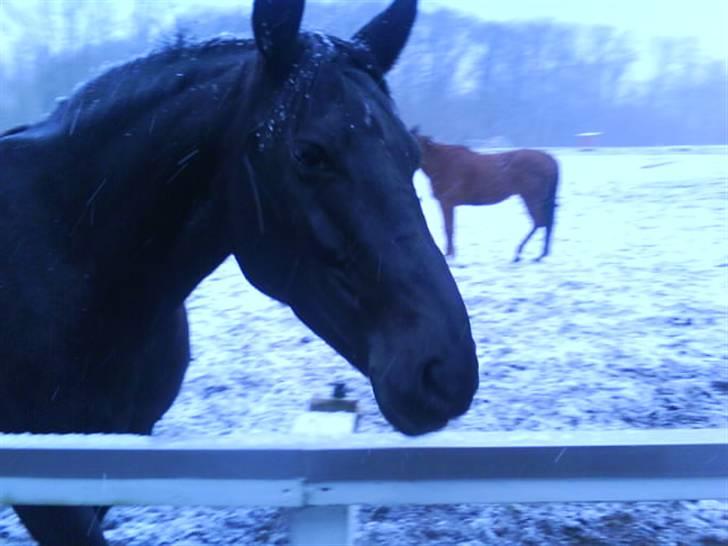 Anden særlig race misty gammel rytter R.I.P billede 13