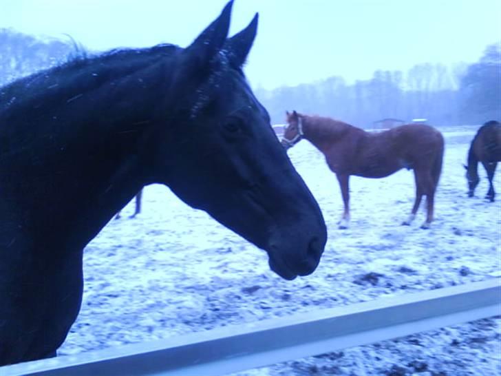 Anden særlig race misty gammel rytter R.I.P billede 14