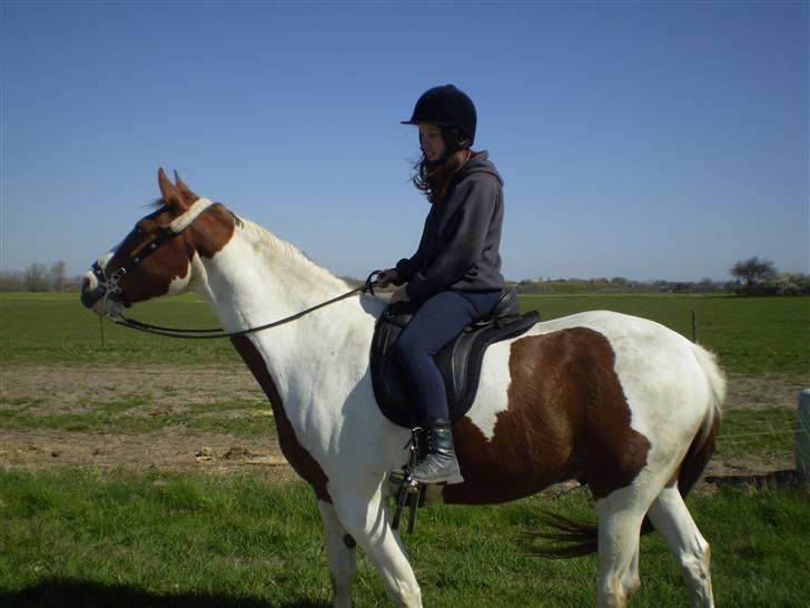 Pinto Bacardi Breezer - Cardi og jeg på tur. billede 12