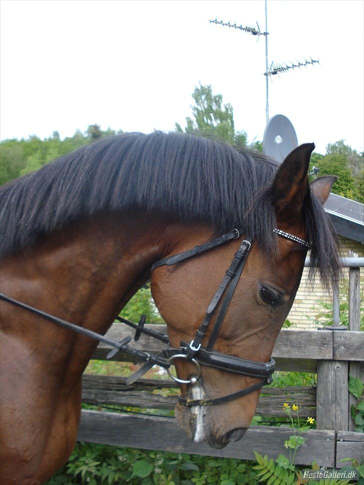 Anden særlig race Chanel - Solgt - på vej ind på galop banen. " TUSIND TAK til Therese og Katharina"  <3   billede 14