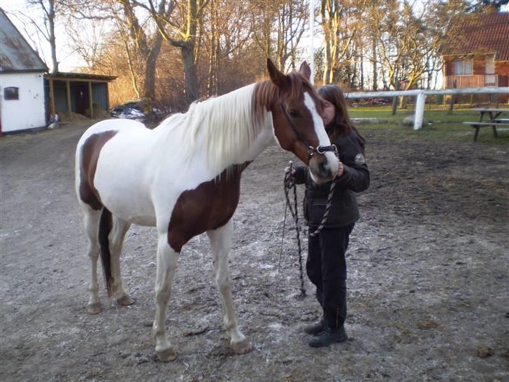 Pinto Bacardi Breezer - Foto: Leif Frost 14/2 2009 billede 14