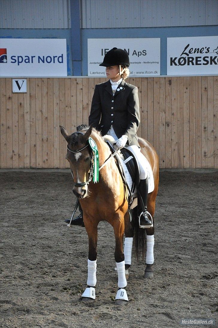 New Forest Orchid´s Sheila SOLGT - Bronze til hold DM 2010! billede 19
