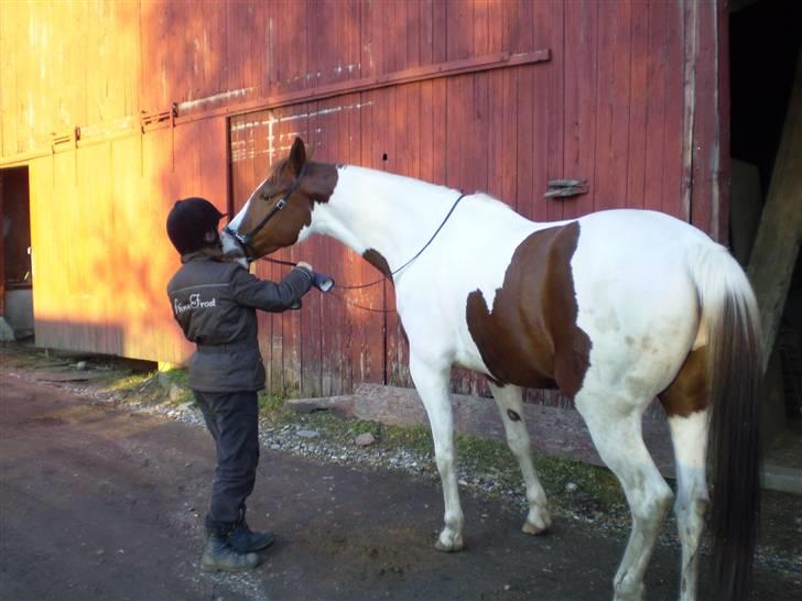 Pinto Bacardi Breezer - Foto: Leif Frost 14/2 2009 billede 15