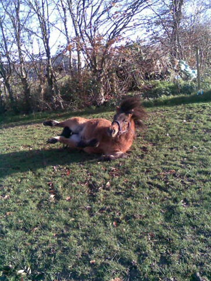 Anden særlig race Tino (solgt) - det er svært at komme op, når man er lidt for tyk:-) billede 18