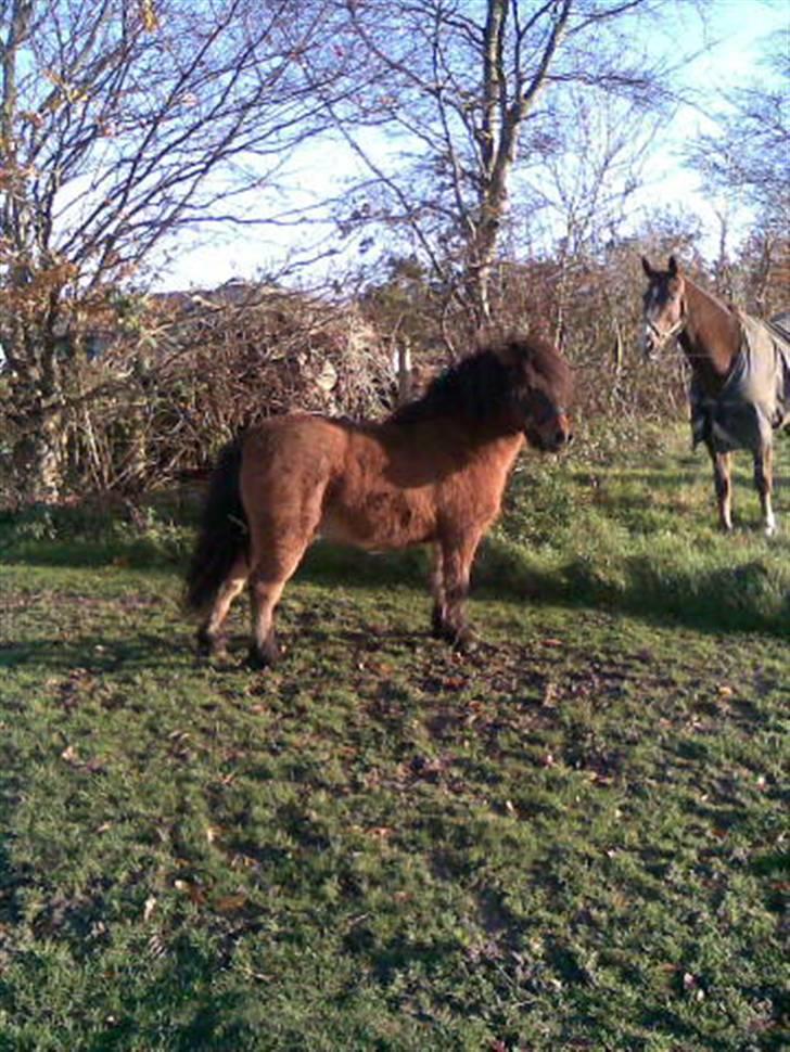 Anden særlig race Tino (solgt) - jeg er mindst ligeså dejlig som den store hest:-) billede 19