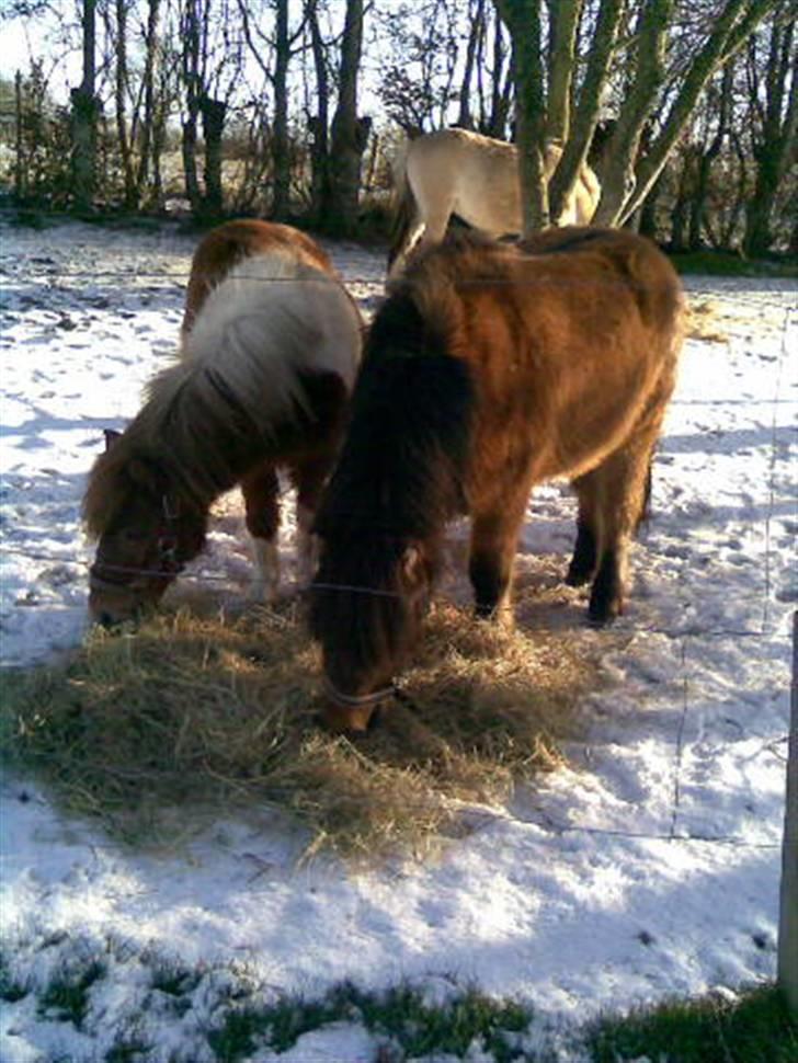 Anden særlig race Tino (solgt) billede 20