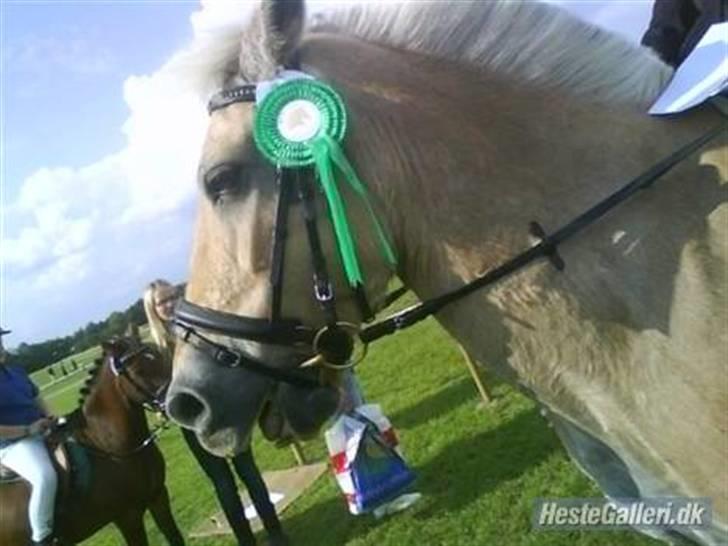 Fjordhest Nero  - der står den dejlige nero, som lige har fået sin rosette ( en 3 plads i spring) billede 6