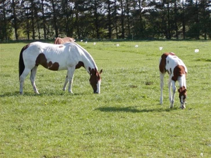 Paint Im a big Investment/Hope - - 11. Hope i foråret 08 med hendes mor. billede 10