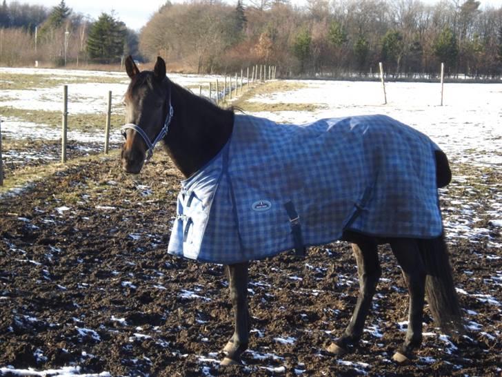 Anden særlig race Bianca *SOLGT* billede 8