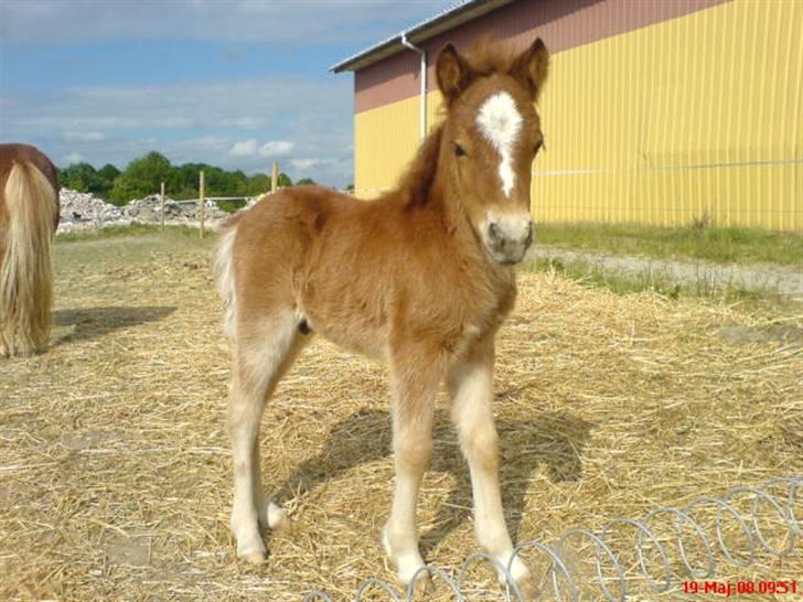 Shetlænder Nørreballes Mini *SOLGT* - Arthur Minnis første afkom billede 20
