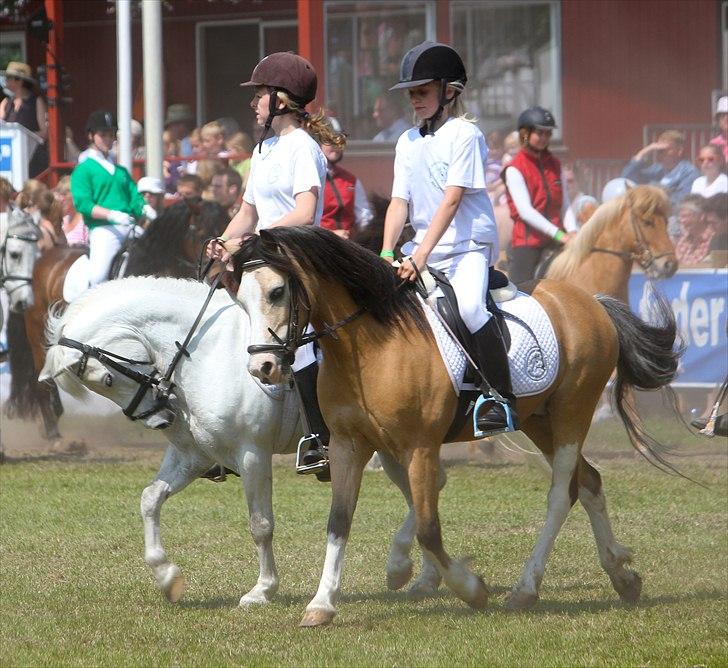 Welsh Mountain (sec A) Munksgaard's Jupiter <3 - Smukke, dejlige Jupi! <3 billede 15