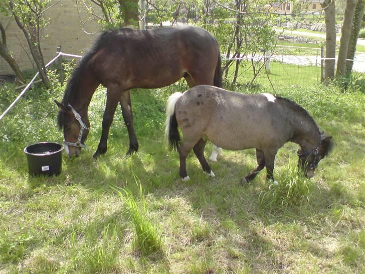 Shetlænder Lille skid (Solgt) - Såå dejligt at være ude på øen (: billede 11